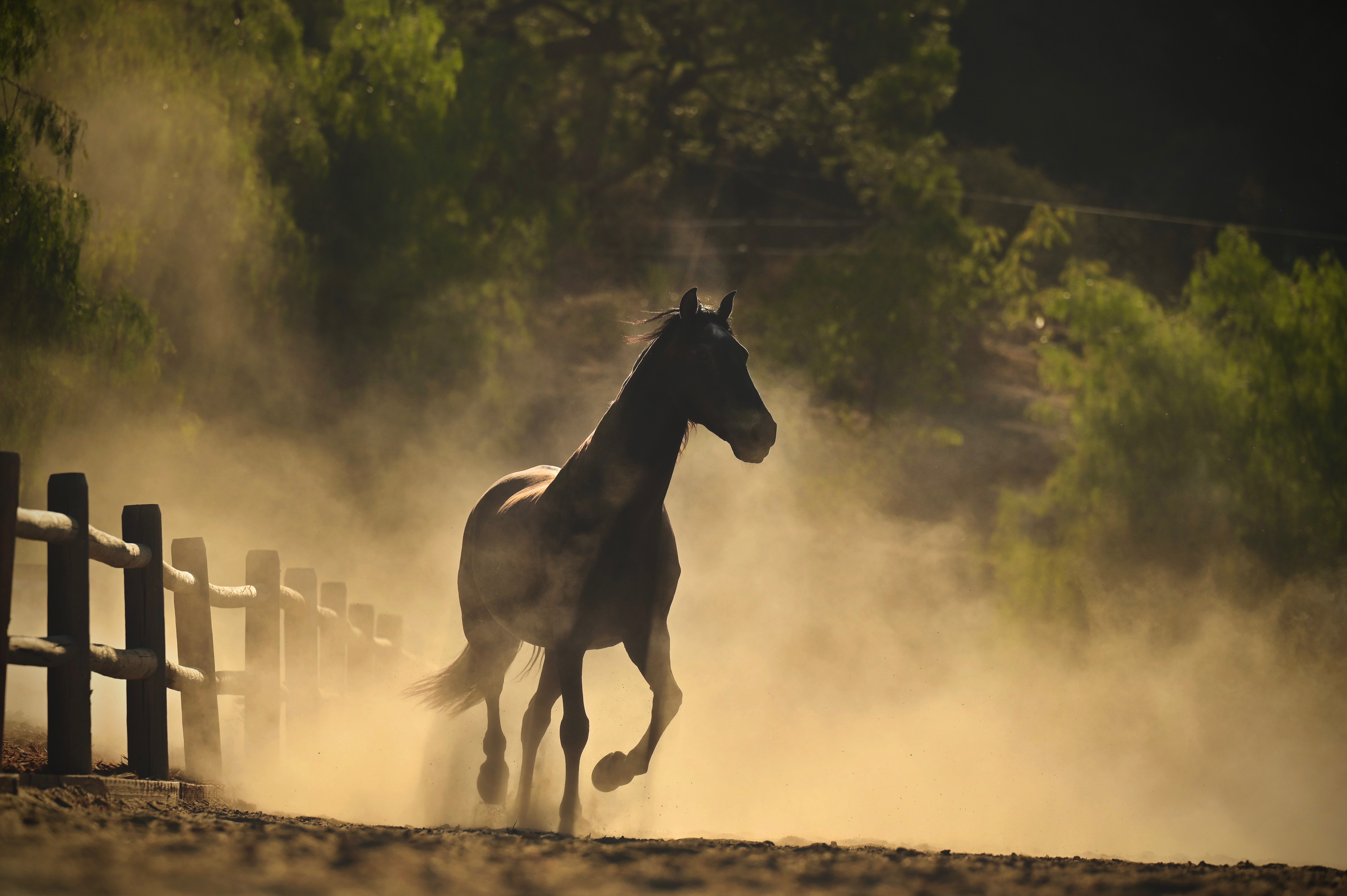 Horses at La Esperanza Ranch